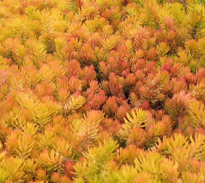 SEDUM MONOVARIETAL