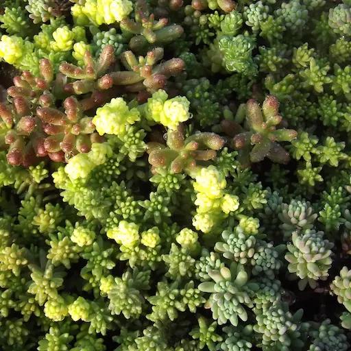 SEDUM EVEREST 160 Plants