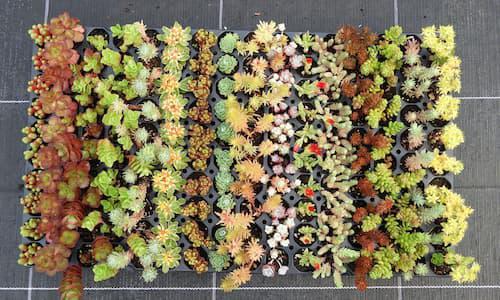 SEDUM SPECIAL MAX 104 plants