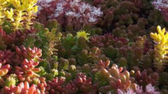 <img src="image.jpg" alt="fleur de sedum album">