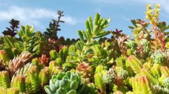 <img src="image.jpg" alt="melange de sedum everest">