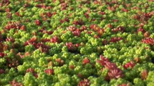 <img src="image.jpg" alt="melange de sedum vert et rouge">