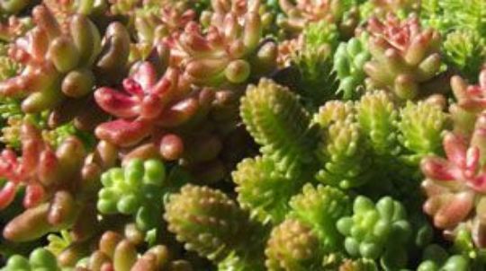 <img src="image.jpg" alt=" sedum sexangulaire en melange">