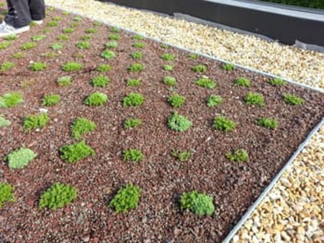 <img src="image.jpg" alt="pousse au bout de 3 mois des micro motte de sedum" width="200" height="300"